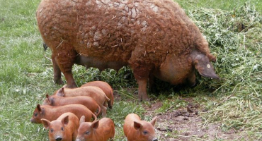 Kolik masných výrobků můžete získat z jednoho prasete??